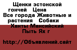 Щенки эстонской гончей › Цена ­ 7 000 - Все города Животные и растения » Собаки   . Ханты-Мансийский,Пыть-Ях г.